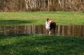 Brown Australian Shepherd dog standing in a swampy field, surrounded by tall grass