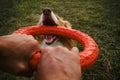 Active and energetic dog holds round red toy with teeth and looks up. Playing with owner, top view from first person Royalty Free Stock Photo