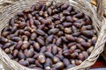 Brown autumn acorns in basket. Background with autumn acorns. Selective focus. Closeup Royalty Free Stock Photo