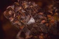 Brown autumn boulder bushes with leaves and cobweb with dew drops in close-up Royalty Free Stock Photo