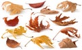 Brown Autumn Dry Tree Leaves Lying On The Ground Isolated On White Background