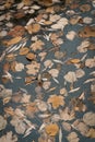 Brown Autumn Foliage in a Stagnant Water of a Pond in a Park. Autumn Monday Morning Full of Depression, Melancholy Royalty Free Stock Photo