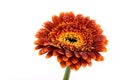 Brown Autumn Gerbera Flower