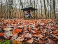 Brown autumn landscape with the floor full of sheets