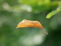 brown autumn leaf falling from a tree Royalty Free Stock Photo