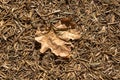 Brown autumn leaf on forest floor Royalty Free Stock Photo