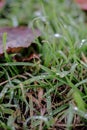 Brown autumn leaf on a green grass ground with raindrops Royalty Free Stock Photo