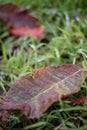 Brown autumn leaf on a green grass ground with raindrops Royalty Free Stock Photo