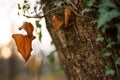 Brown autumn leaf