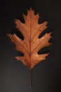 Brown Autumn leaf isolated on a black background, vertical Royalty Free Stock Photo