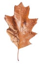 Brown autumn leaf like plant natural botany texture isolated Royalty Free Stock Photo
