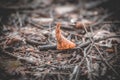 Brown autumn leaf lying on the ground in the forest Royalty Free Stock Photo