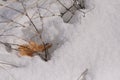 Brown autumn leaf in a snowy crust of sparkling snow bright