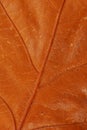 Brown autumn leaf texture Royalty Free Stock Photo