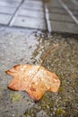 Brown autumn leaf on a urban floor Royalty Free Stock Photo