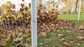 Brown autumn leafs blown into and caught in the back of a football goal net