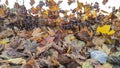 Close up of brown autumn leafs blown into and caught in the back of a football soccer net