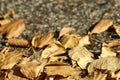 Brown autumn leaves Royalty Free Stock Photo