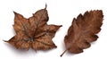 Brown Autumn leaves Royalty Free Stock Photo