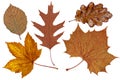 Brown autumn leaves Royalty Free Stock Photo