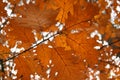 Brown autumn leaves Royalty Free Stock Photo