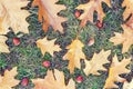 Brown Autumn Leaves And Hazelnuts On The Ground - Beautiful Seasonal Background