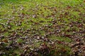 Brown autumn leaves lying on the green grass Royalty Free Stock Photo