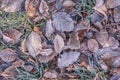 Brown autumn leaves with morning frost Royalty Free Stock Photo