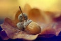 Brown autumn leaves oak acorns