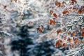 Brown autumn leaves snow coverd in winter