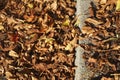 Brown Autumn Leaves Royalty Free Stock Photo