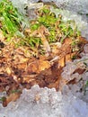 Brown autumn leaves surrounded by winter ice pods Royalty Free Stock Photo