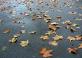 Brown autumn maple leaves on wet pavement Royalty Free Stock Photo