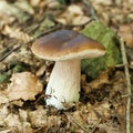 Brown autumn mushroom background, cep close up. Wild penny bun, porcino or porcini Royalty Free Stock Photo