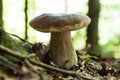 Brown autumn mushroom background, cep close up. Wild penny bun, porcino or porcini Royalty Free Stock Photo