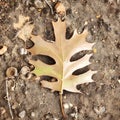 Brown Autumn Oak Leaf and Acorns on the Ground Royalty Free Stock Photo