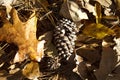 Brown Autumn Oak Leaf Litter Pine Needles and Cone on Forest Floor Royalty Free Stock Photo