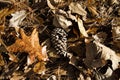 Brown Autumn Oak Leaf Litter Pine Needles and Cone on Forest Floor Royalty Free Stock Photo