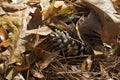 Brown Autumn Oak Leaf Litter Pine Needles and Cone on Forest Floor Royalty Free Stock Photo