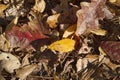 Brown Autumn Oak Leaf Litter Pine Needles on Forest Floor Royalty Free Stock Photo