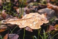 Brown autumn oak leaf with raindrops on the ground Royalty Free Stock Photo