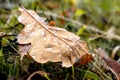 Brown autumn oak leaf with raindrops on the ground Royalty Free Stock Photo