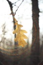 Brown autumn oak leaf on a tree branch in a sunny forest, magic sun rays Royalty Free Stock Photo