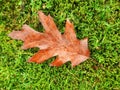 Brown autumn oak tree leaf, Lithuania Royalty Free Stock Photo