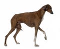 Brown azawakh hound