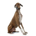 Brown azawakh hound Royalty Free Stock Photo