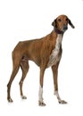 Brown azawakh hound