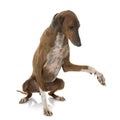 Brown azawakh hound Royalty Free Stock Photo