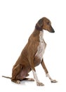 Brown azawakh hound