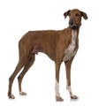 Brown azawakh hound